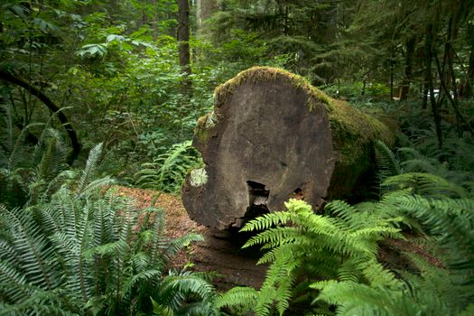 Fallen tree trunk with moss in dense green forest surrounded by ferns.. pexels, fallen, tree