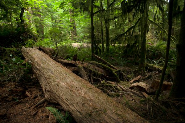 Lush Green Forest with Fallen Logs · Free Stock Photo