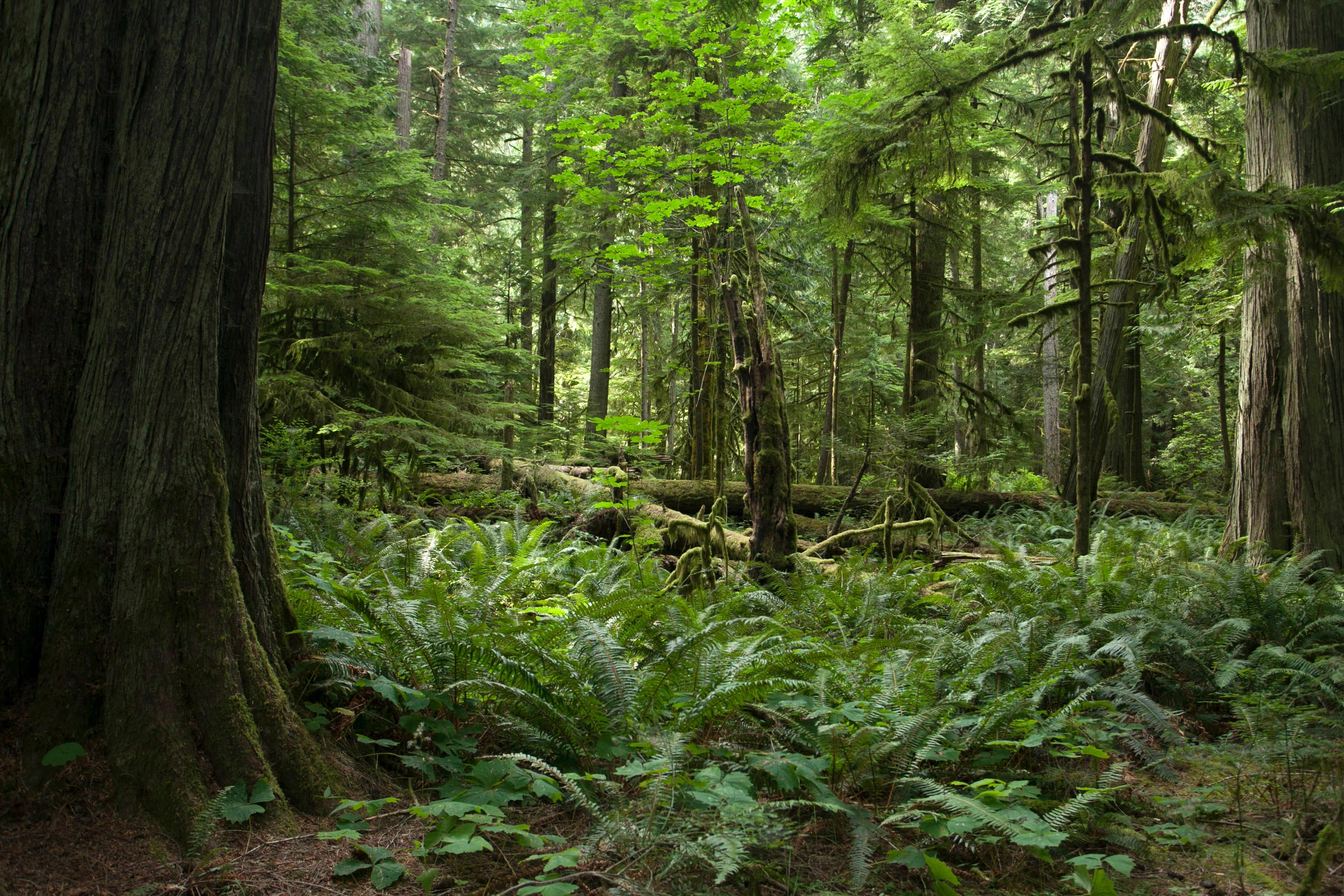 Lush Temperate Forest with Ferns and Mossy Trees · Free Stock Photo