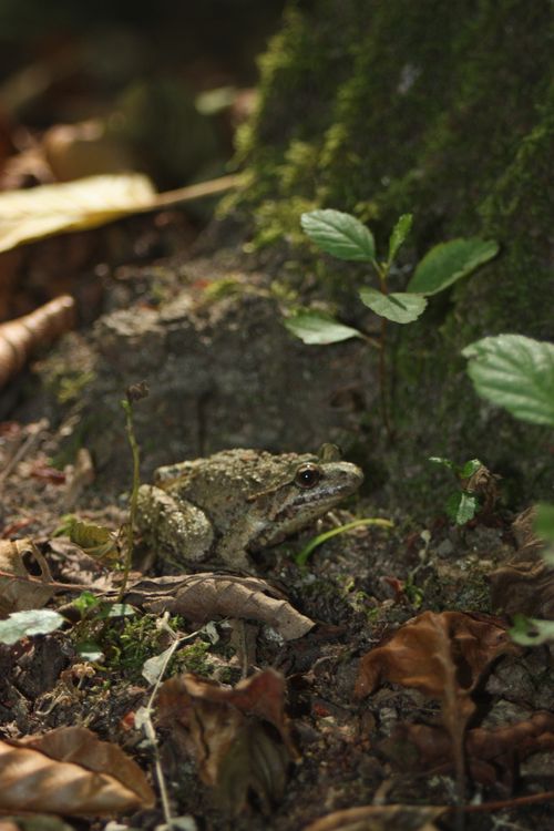 Free A detailed shot of a frog nestled among leaves in a forest setting. Stock Photo