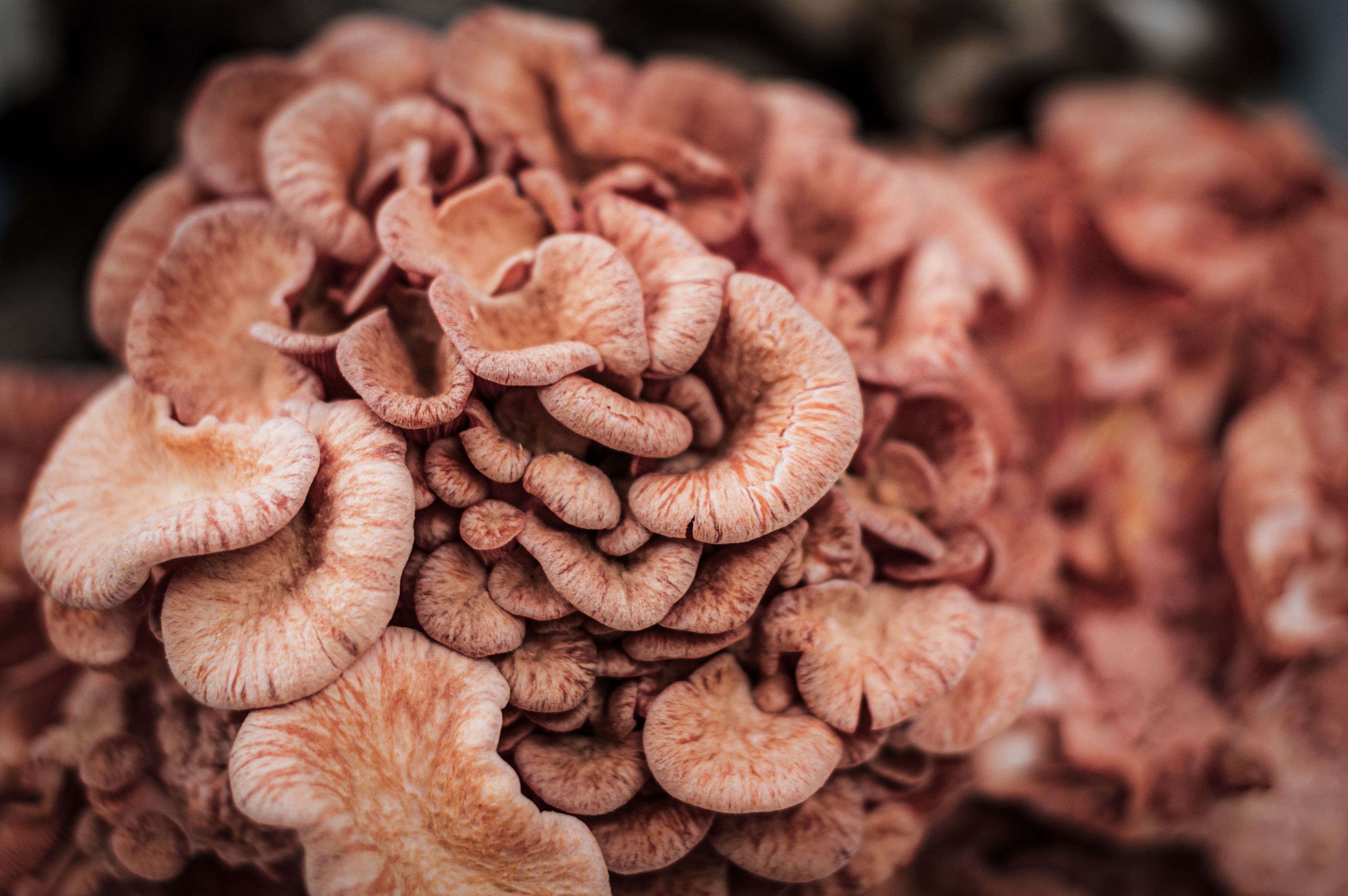 Detailed view of fresh pink oyster mushrooms, perfect for farm-to-table cuisine.