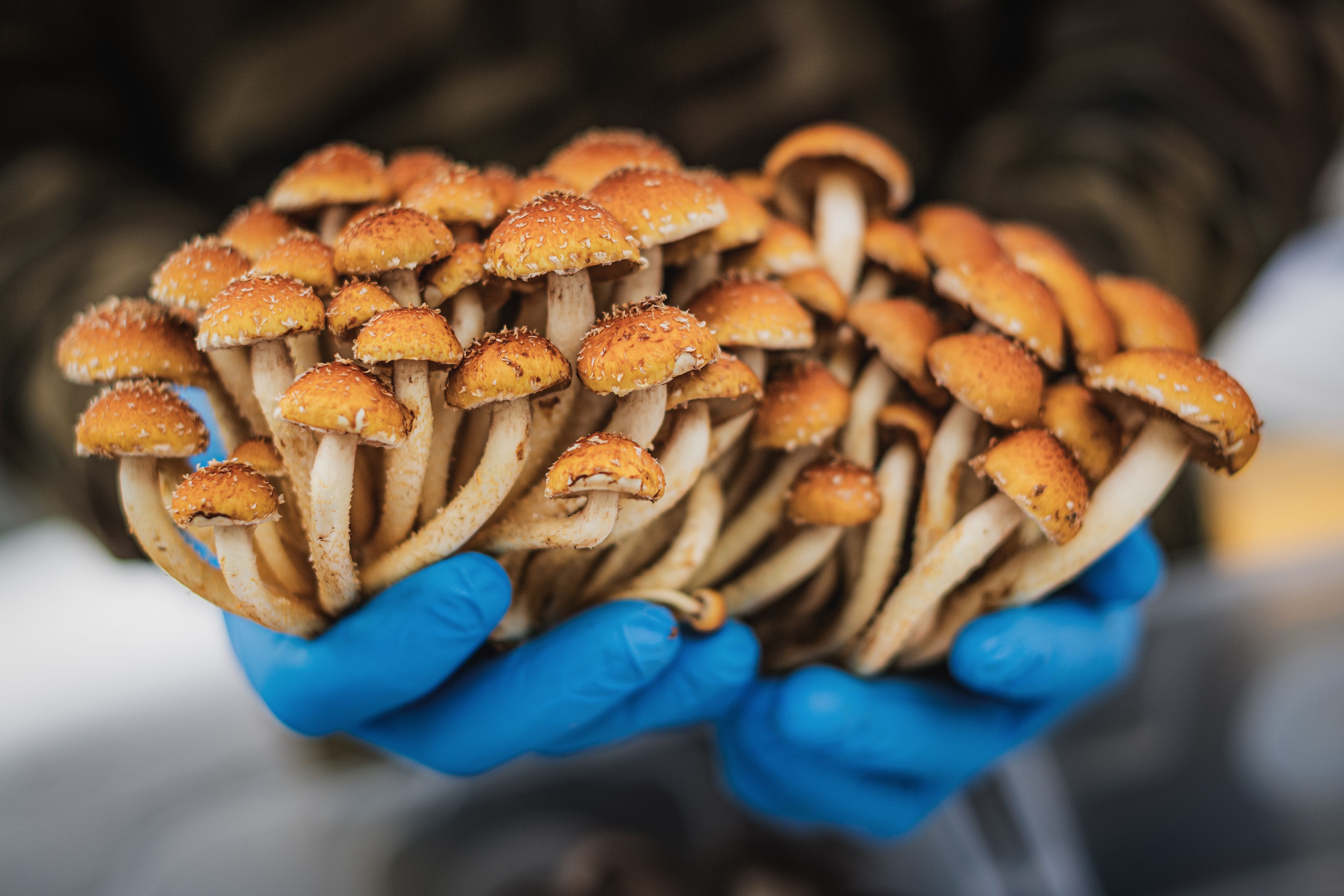 That Exotic Mushroom You Paid $25 For? It Probably Came From This Barn in Washington.