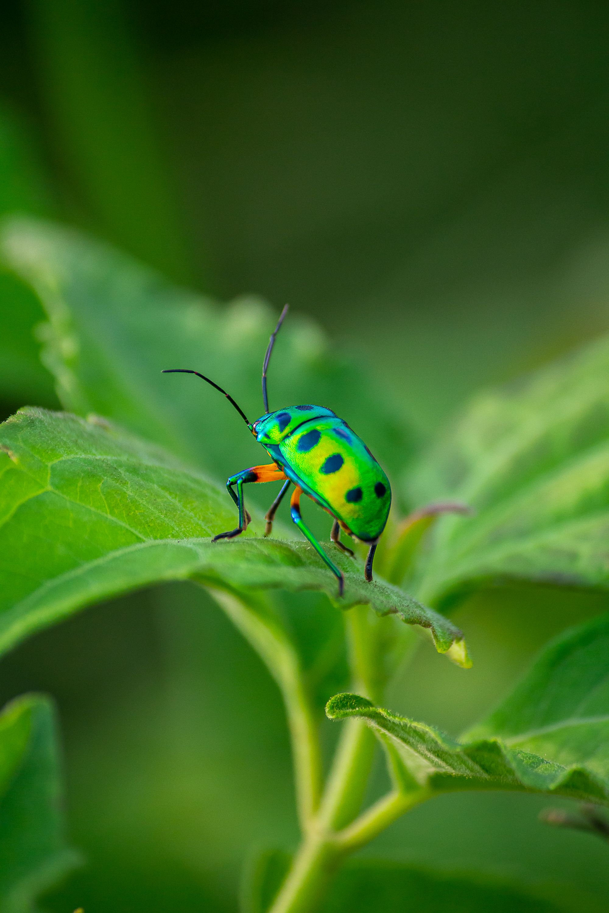 Fotomural Primer plano de un insecto joya de color verde brillante que descansa sobre una hoja exuberante, mostrando sus colores vivos.