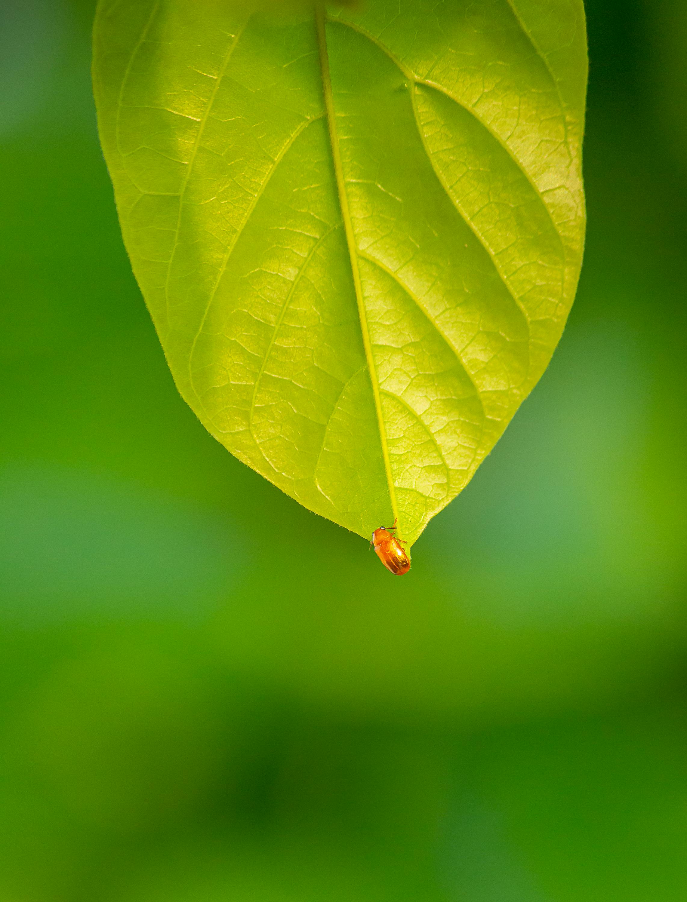 grátis Close Up De Uma Gota De Orvalho Em Uma Folha Verde Fresca. Foto profissional