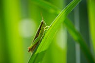Close-up of a Grasshopper on Green Leaf