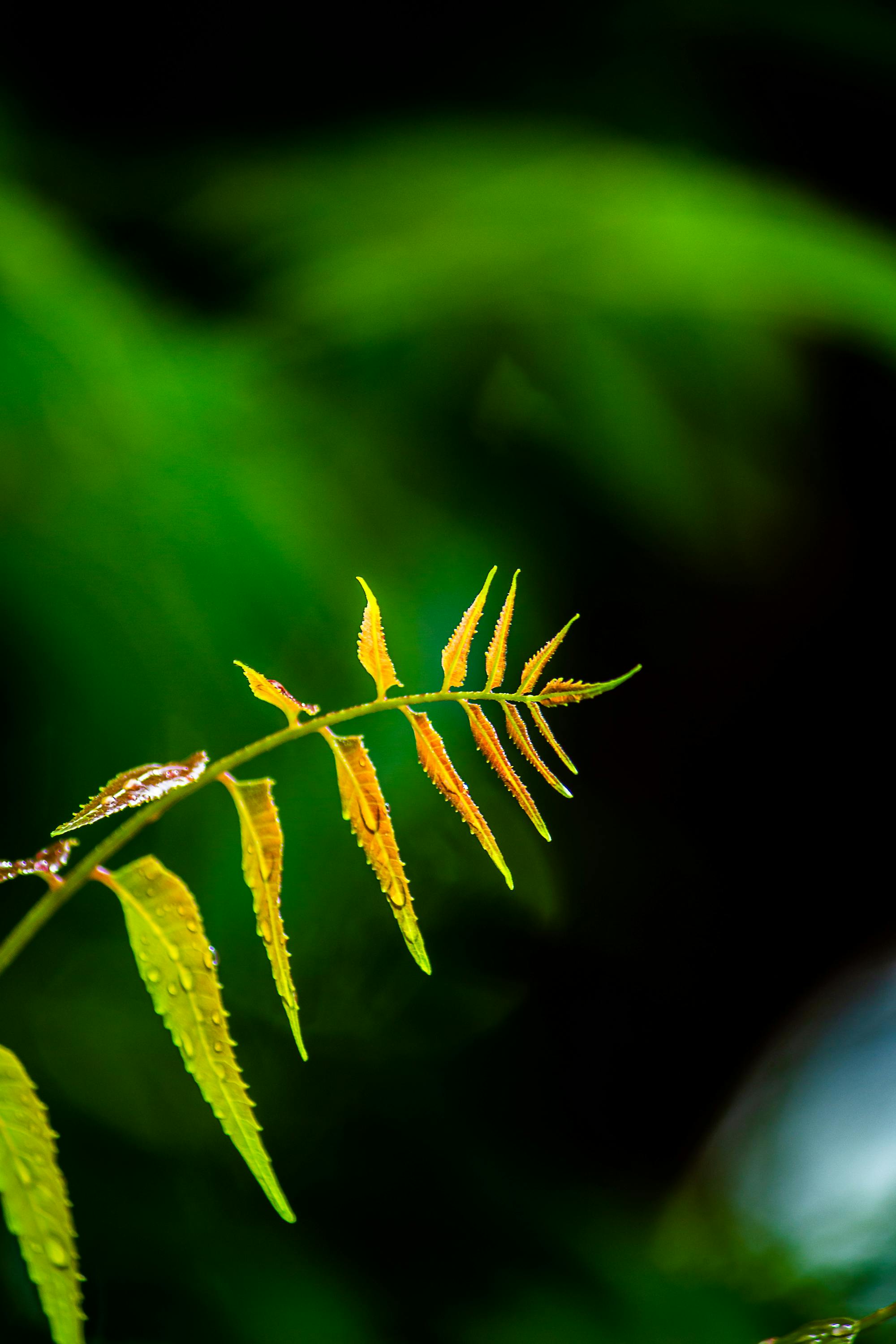 Kostnadsfria Närbild av ett ormbunkeblad med daggdroppar, som uppvisar livfulla gröna och gula nyanser, fångat i naturligt ljus. Stock foto