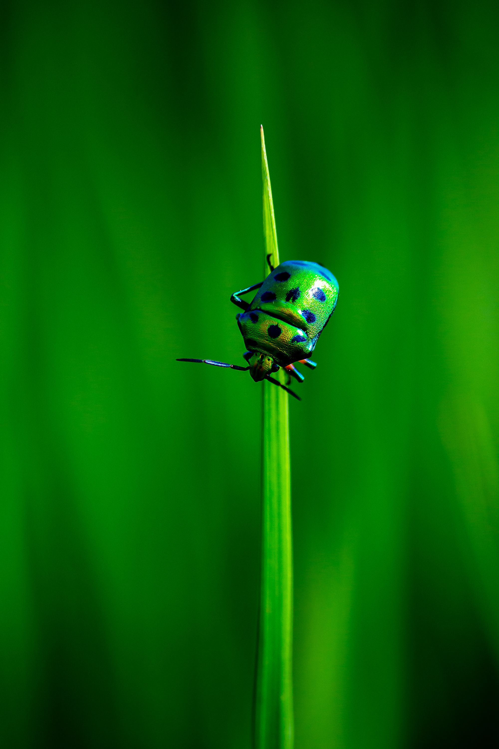 Fotomural Chinche joya vibrante posada sobre una lámina de hoja estrecha contra un fondo verde exuberante.
