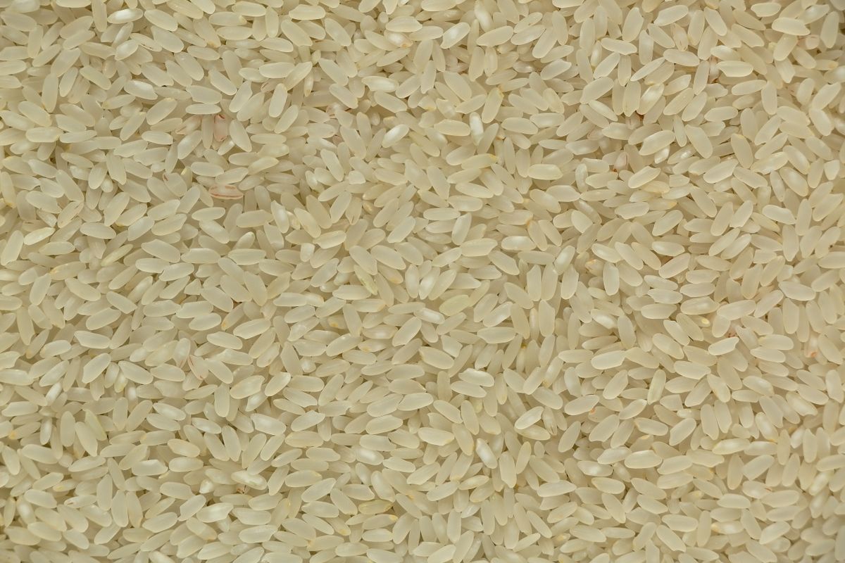 Close-up of raw rice grains used as feedstock for grain-based ethanol
