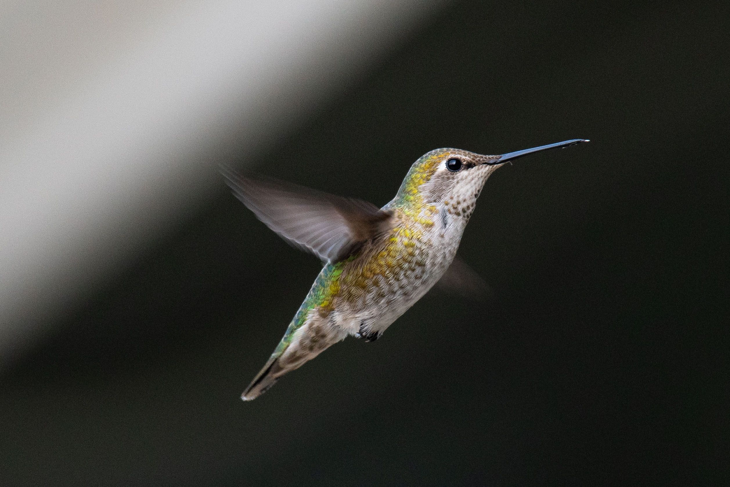 US-India NISAR satellite captures a ‘hummingbird’ in Antarctica. What it reveals news update image