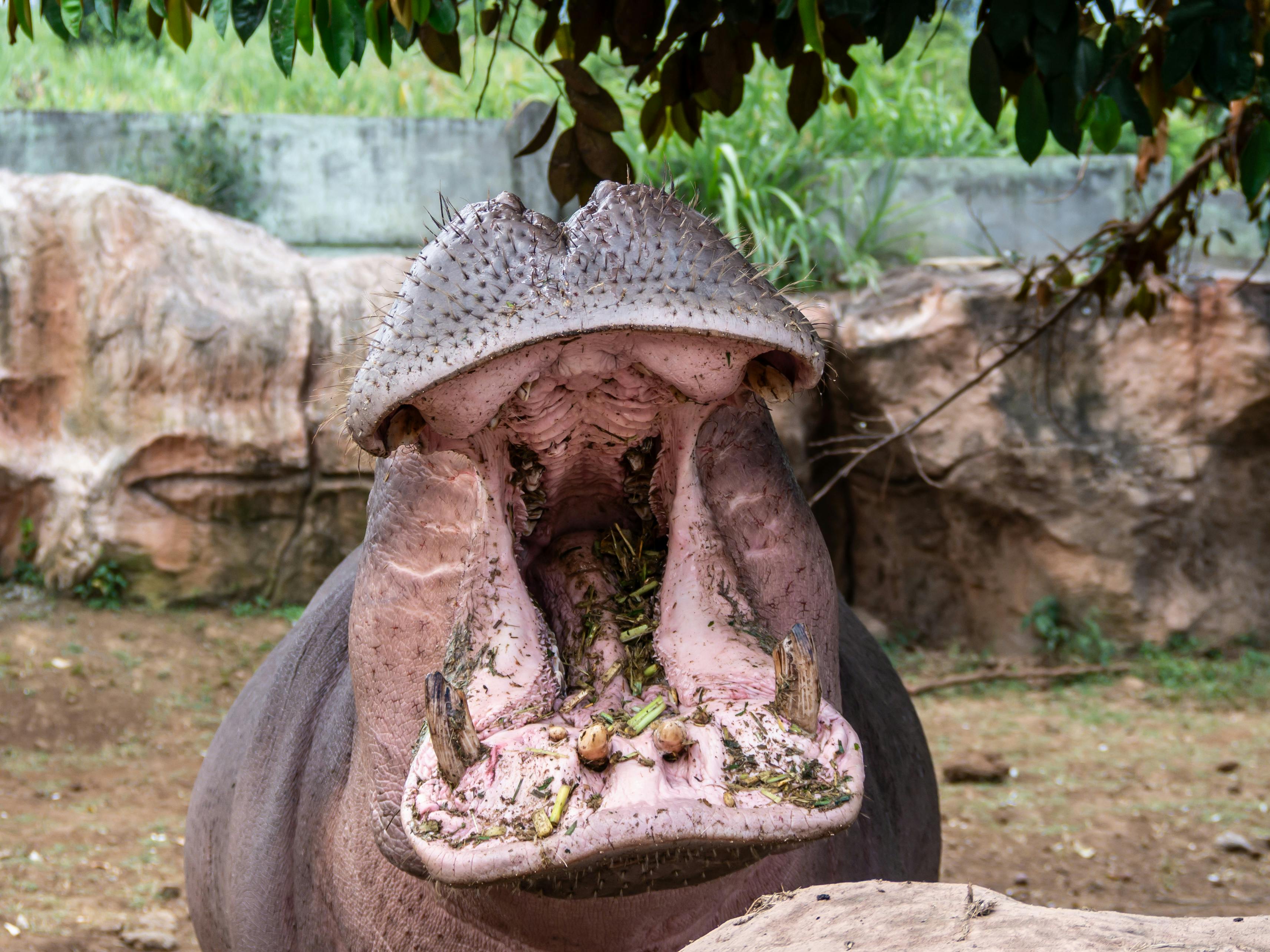免费 特写镜头展现了一头打哈欠的河马，露出它巨大的嘴巴，拍摄地点位于动物园内。 素材图片
