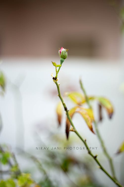 Free stock photo of canon, canon 6 d, flowers