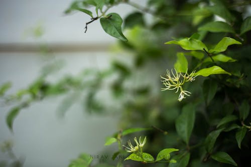 Free stock photo of canon, canon 6 d, flowers