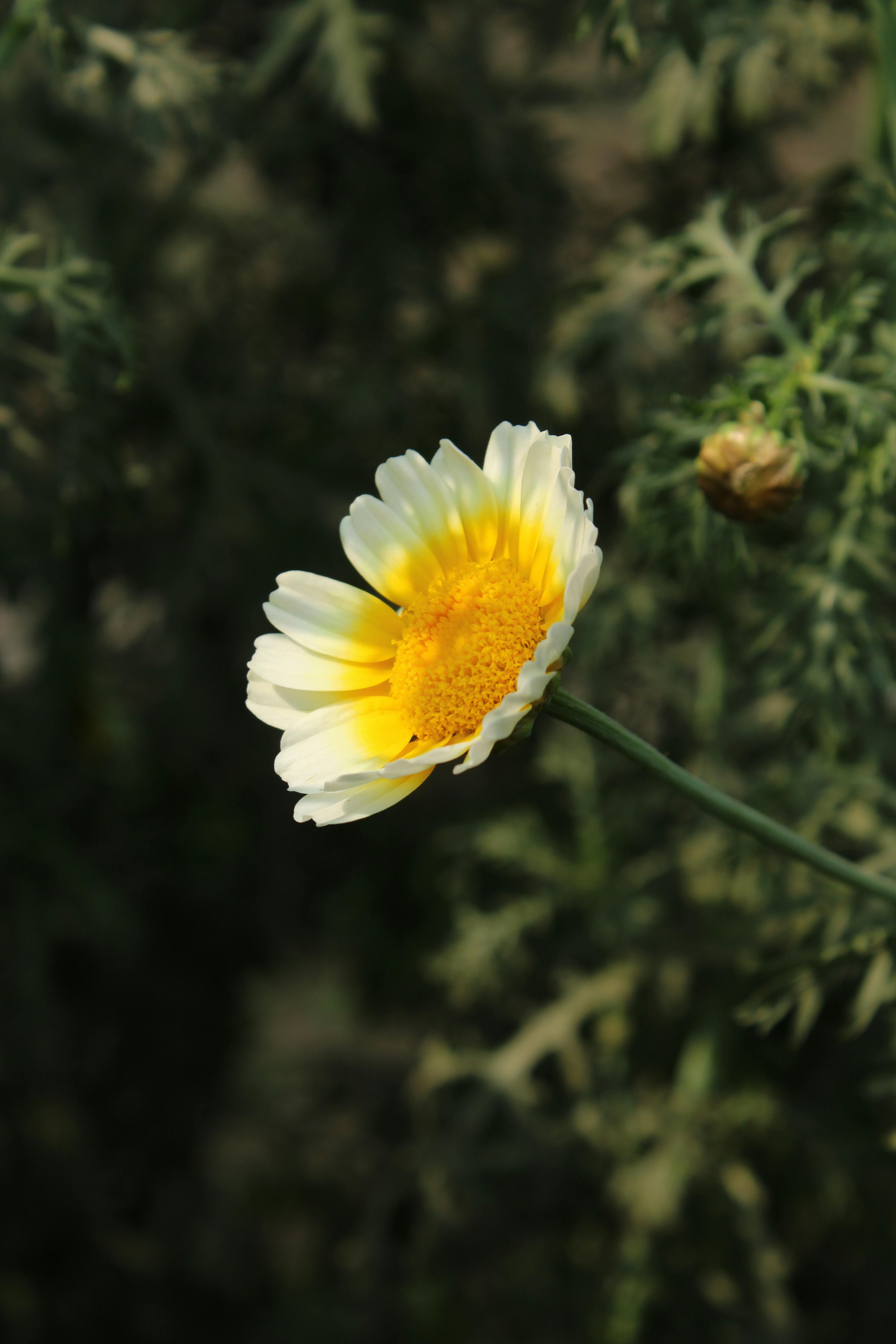 Gratis Primo piano luminoso di una margherita gialla esposta alla luce naturale all'aperto. Foto a disposizione