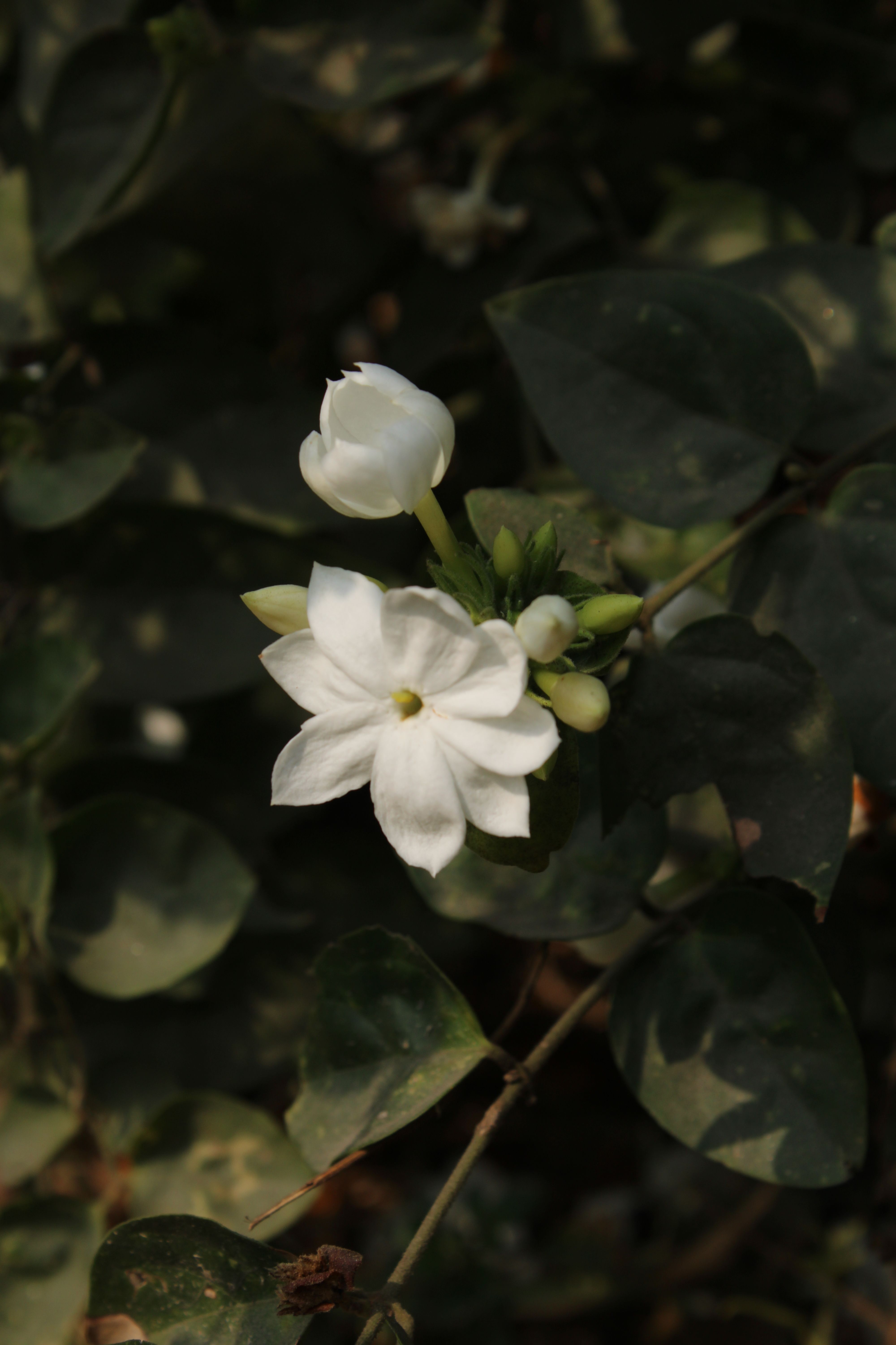 Close-up of a white jasmine flower with green leaves in natural light.