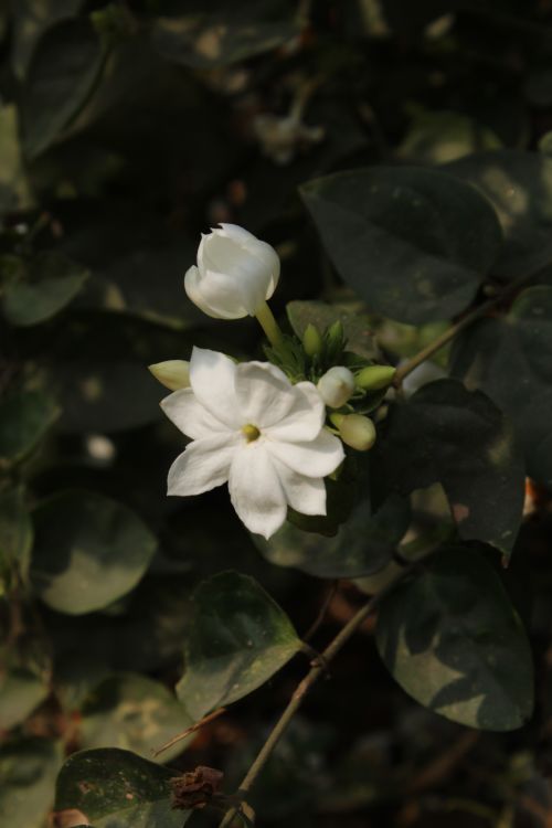 Free Close-up of a white jasmine flower with green leaves in natural light. Stock Photo