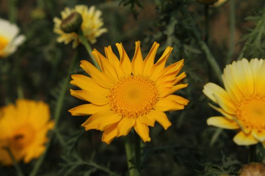 Bright yellow daisies in full bloom surrounded by green foliage on a sunny day.