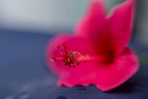 Free stock photo of beautiful flower, canon, canon 6 d