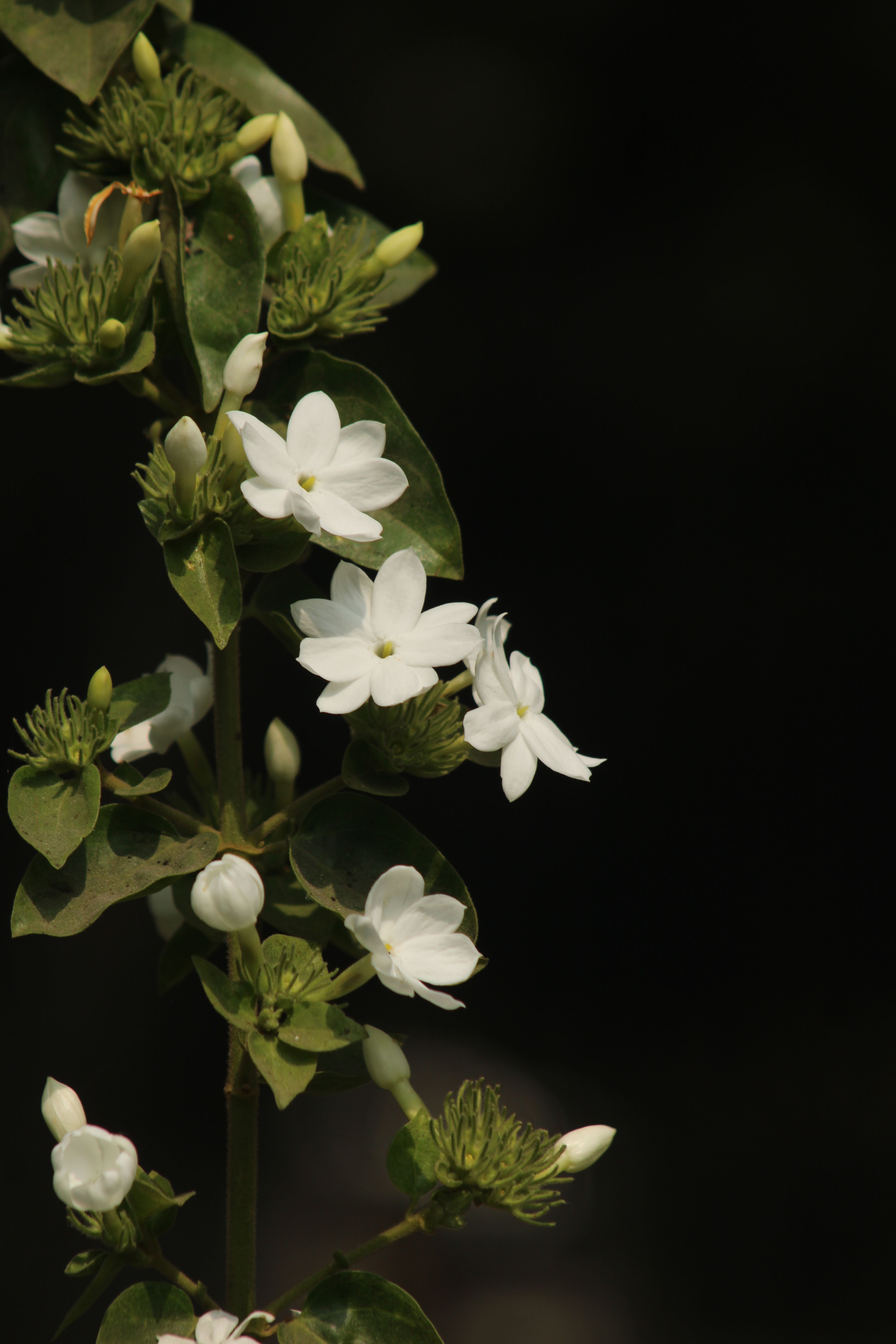 Close-up of white jasmine flowers on a branch with dark foliage.