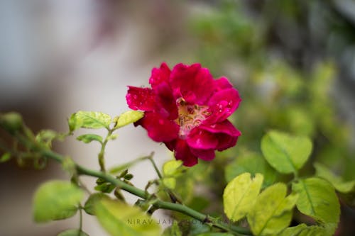 Free stock photo of canon, canon 6 d, flowers