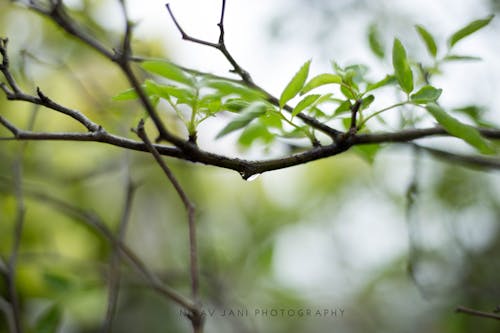 Free stock photo of 50mm, canon, canon 6 d