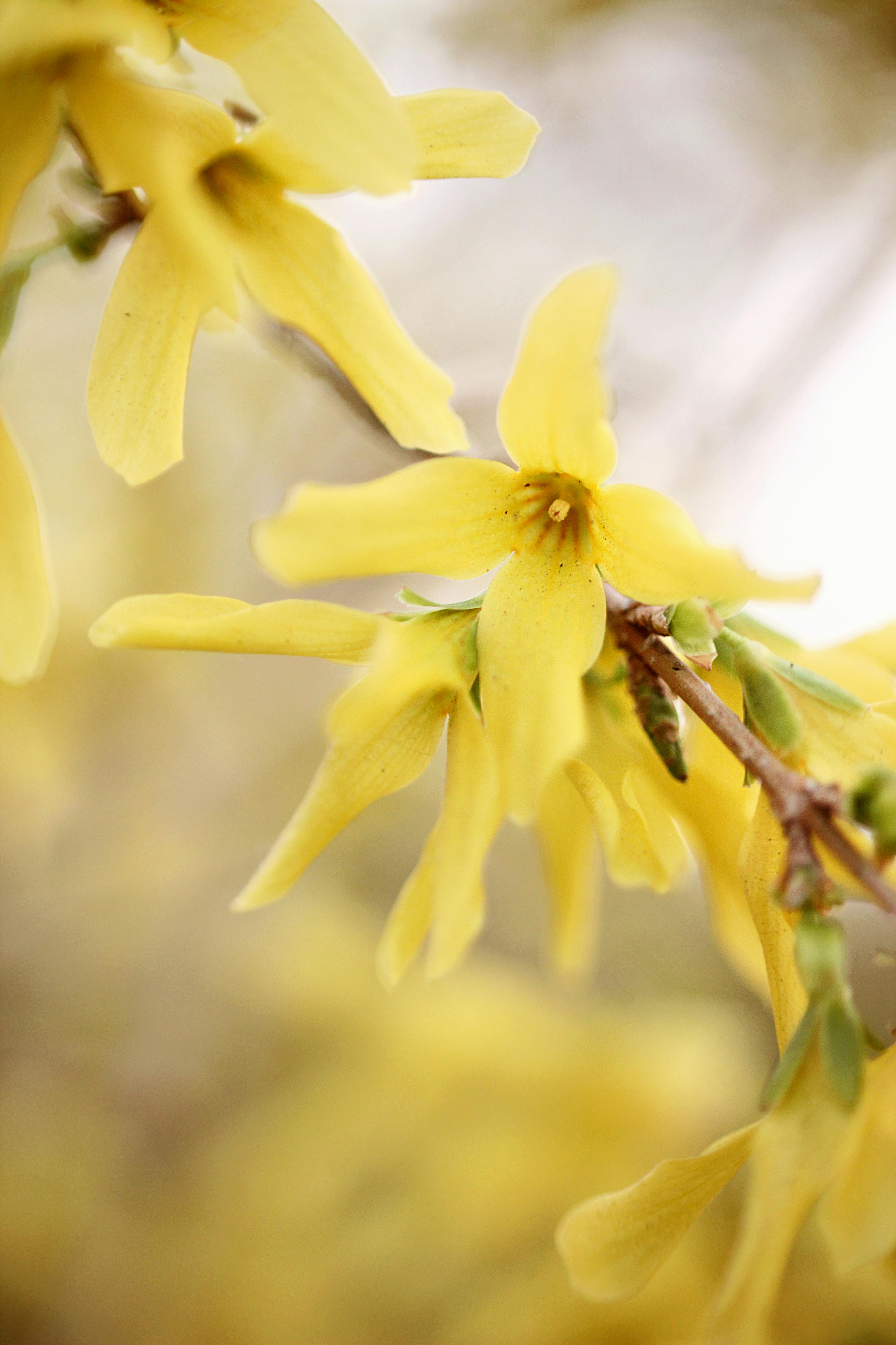 Free stock photo of beautiful, bloom, flower