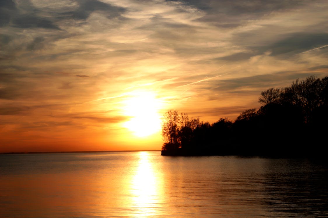 Schattenbildfotografie Von Bäumen Während Des Sonnenuntergangs