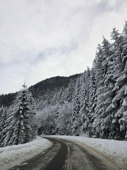 Free Captivating winter landscape with snow-covered pine trees alongside a winding road in Romania. Stock Photo
