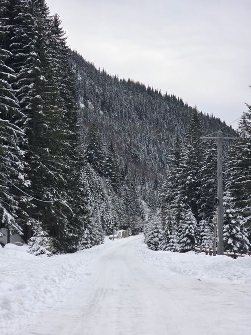Free A serene winter scene of a snow-covered road winding through evergreen forests in Romania. Stock Photo