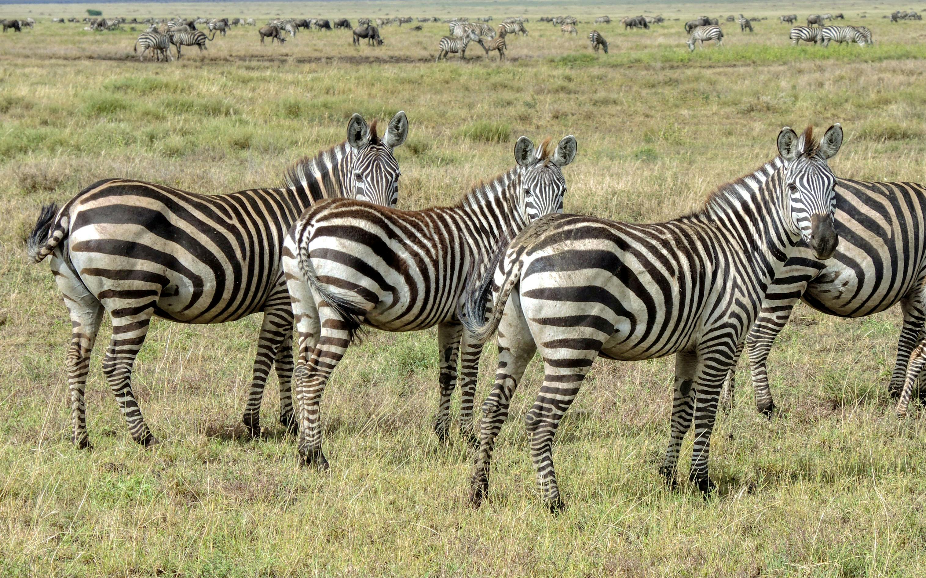 Sentrim Mara Lodge hotel in Masai Mara