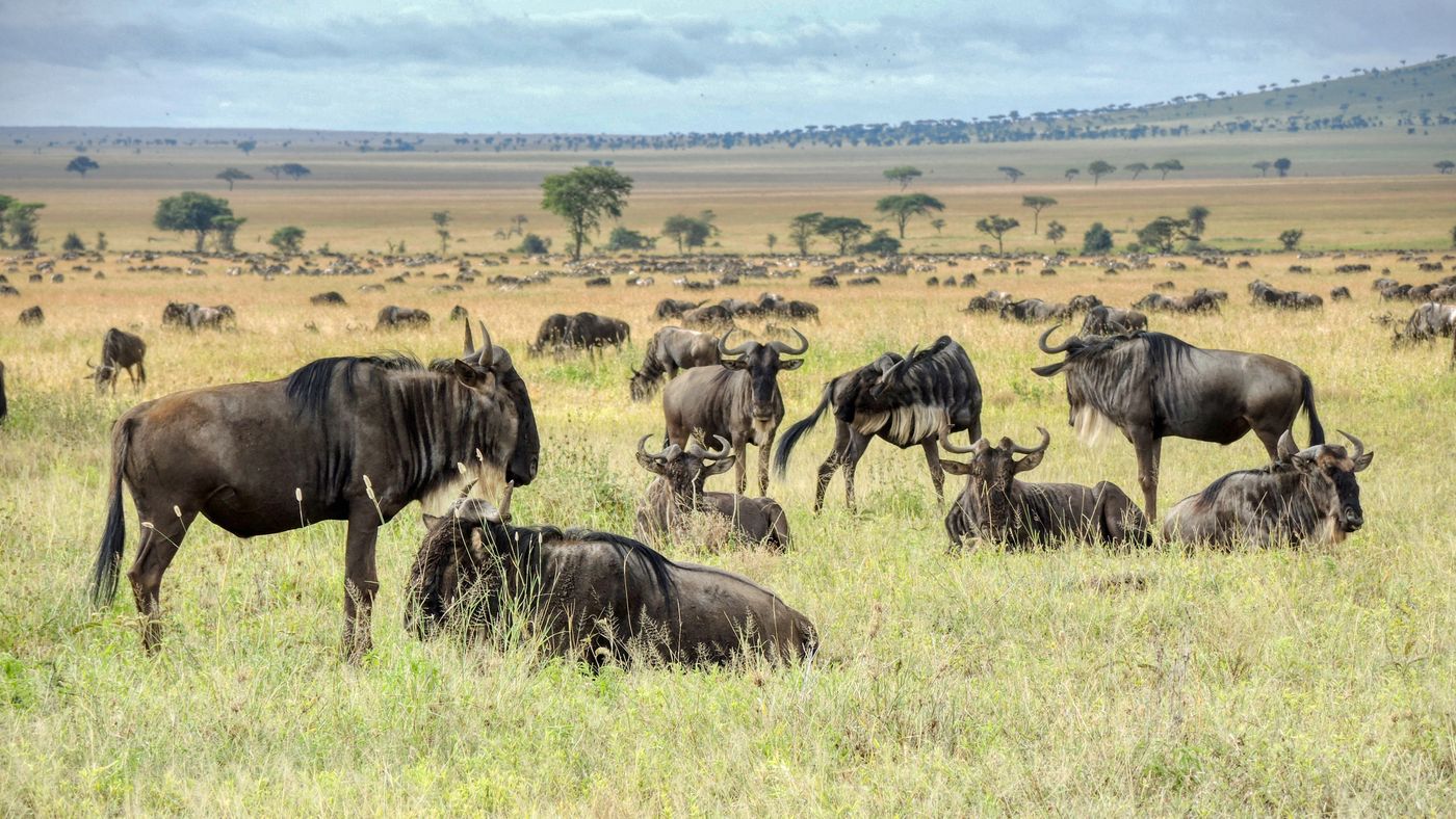 A herd settles on the open plains under gathering cloud