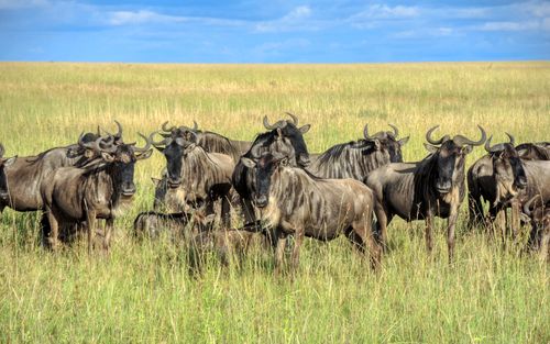 Free A herd of wildebeests standing in the grasslands of the African savanna. Stock Photo