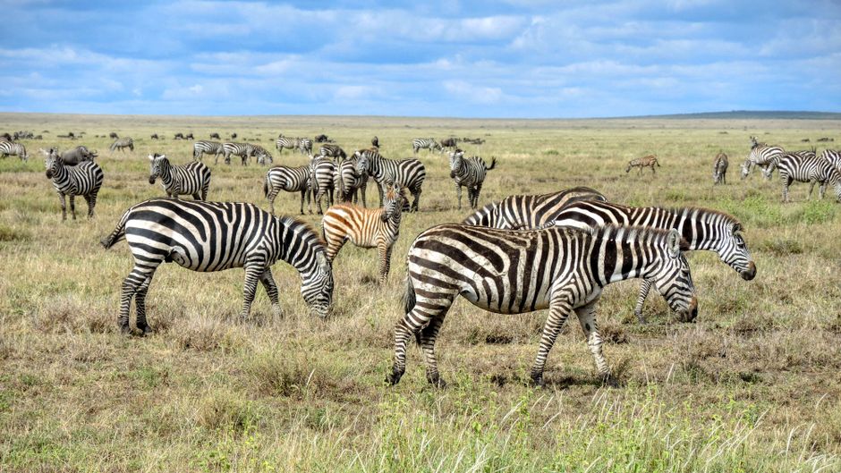 Unveiling the Untamed Beauty of East Africa Safaris