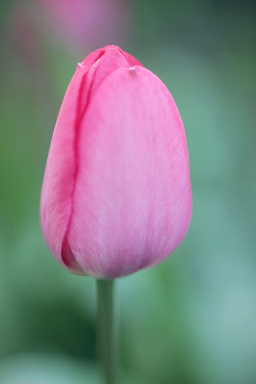 Free stock photo of beautiful, bloom, flower