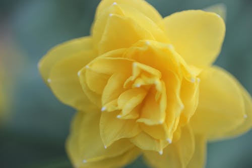 Free stock photo of bloom, daffodils, flower