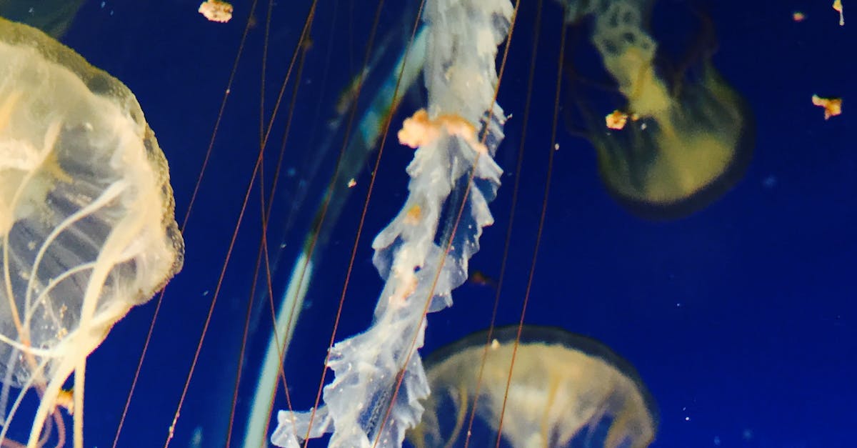 Free stock photo of aquarium, jellyfish, ocean