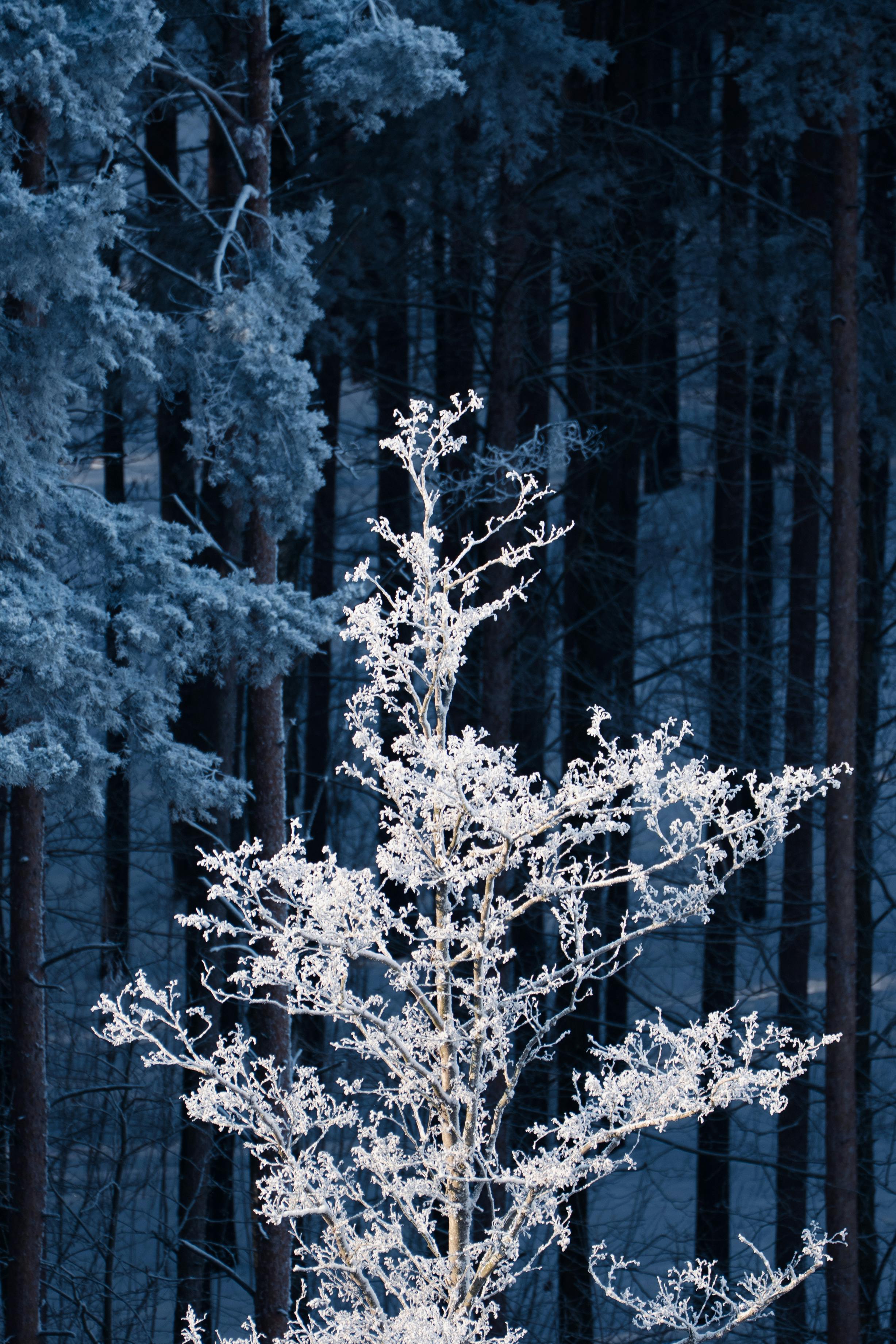 grátis Bela árvore coberta de neve com uma floresta ao fundo, em um cenário de inverno em São Petersburgo. Foto profissional