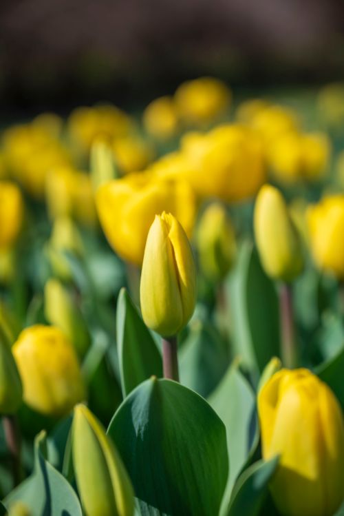 Free A captivating close-up of vibrant yellow tulips blooming in a lush spring garden. Stock Photo