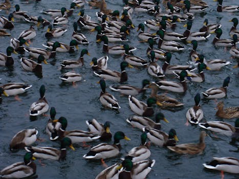 一群绿头鸭在生机勃勃的池塘里结伴游弋