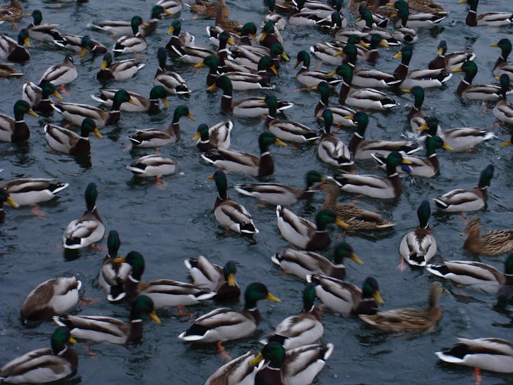 Flock Of Mallard Ducks On Water