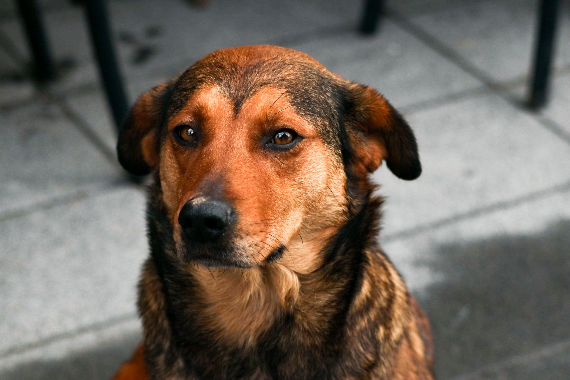 Portrait of a dog at a veterinary clinic