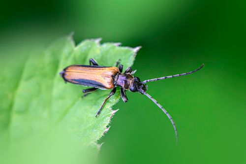 Free Detailed macro shot of a longhorn beetle perched on a green leaf, highlighting its natural beauty. Stock Photo