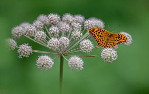 Free A vibrant silver-washed fritillary butterfly resting on delicate white flowers in a lush green setting. Stock Photo