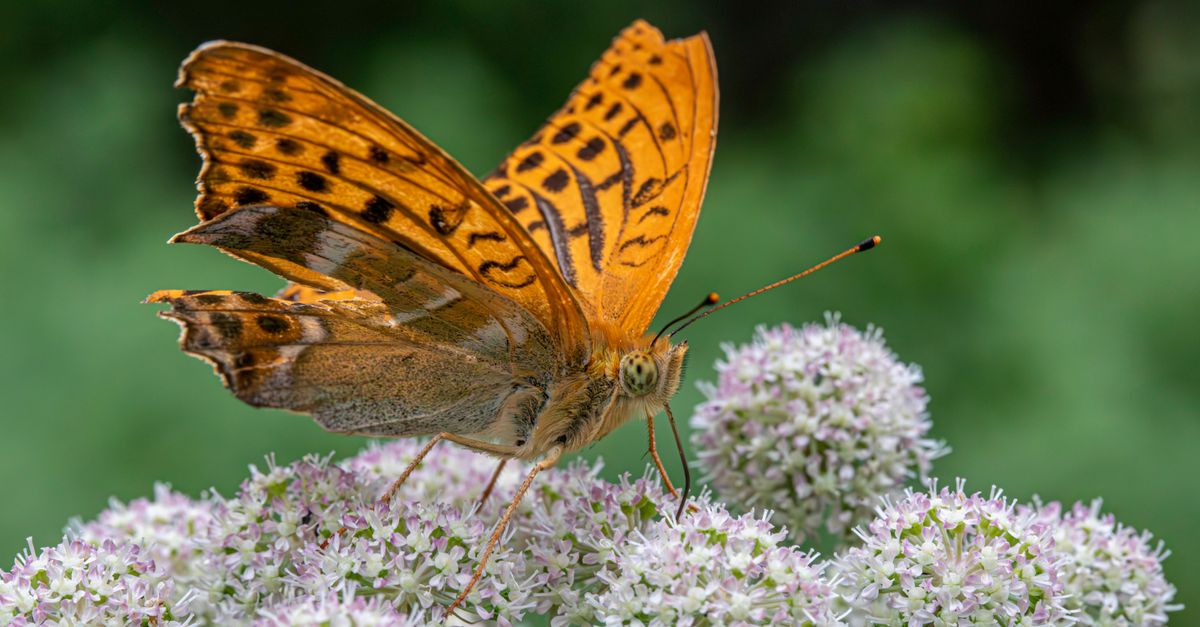 Boîtier Papillon : Panne et Réparation