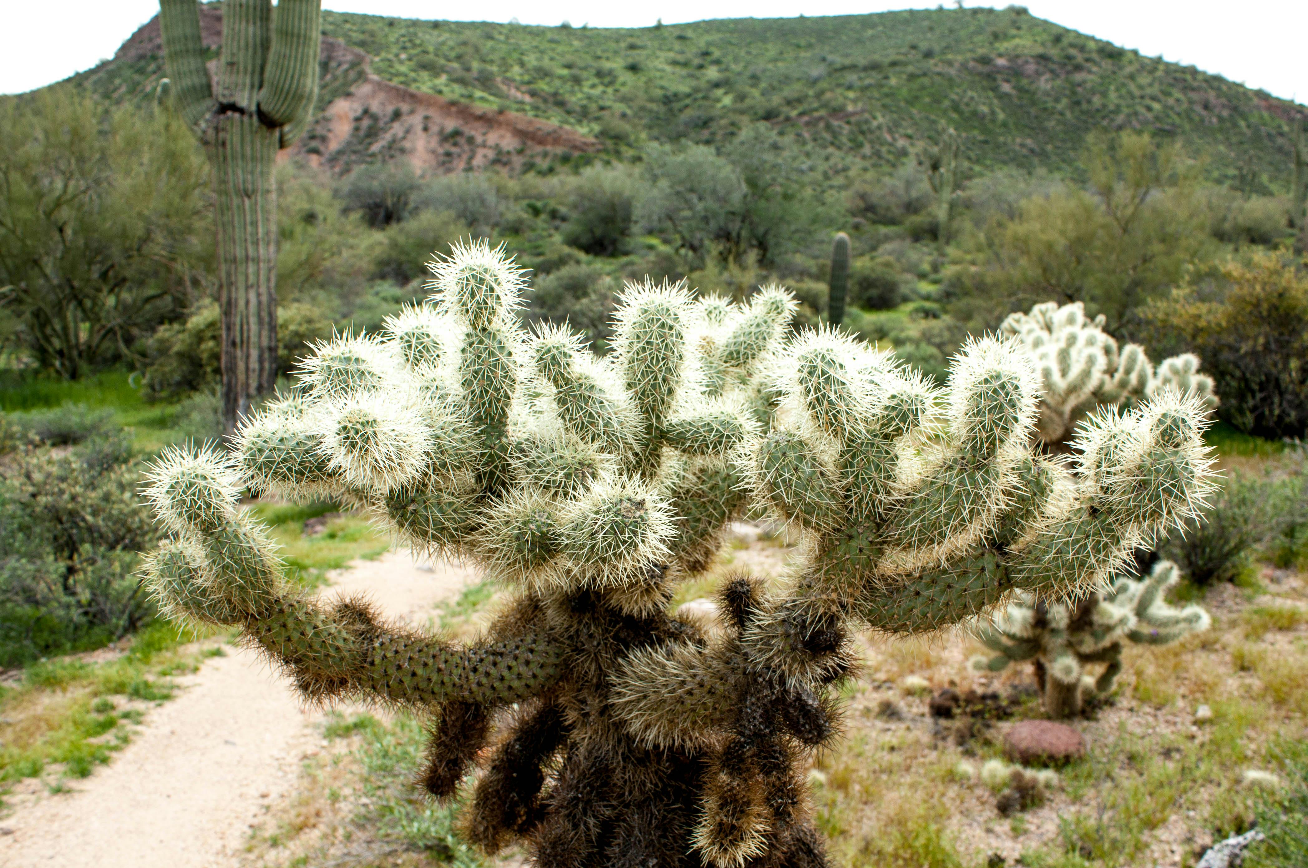 Free stock photo of arizona, cactus, cholla