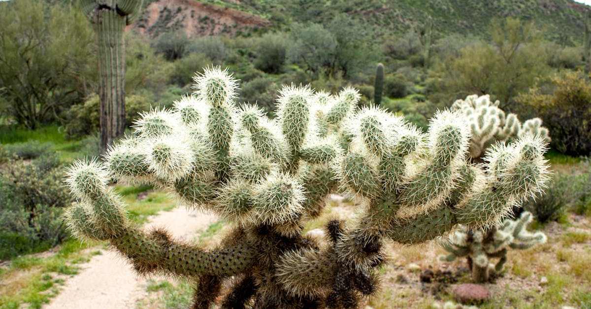 Free stock photo of arizona, cactus, cholla
