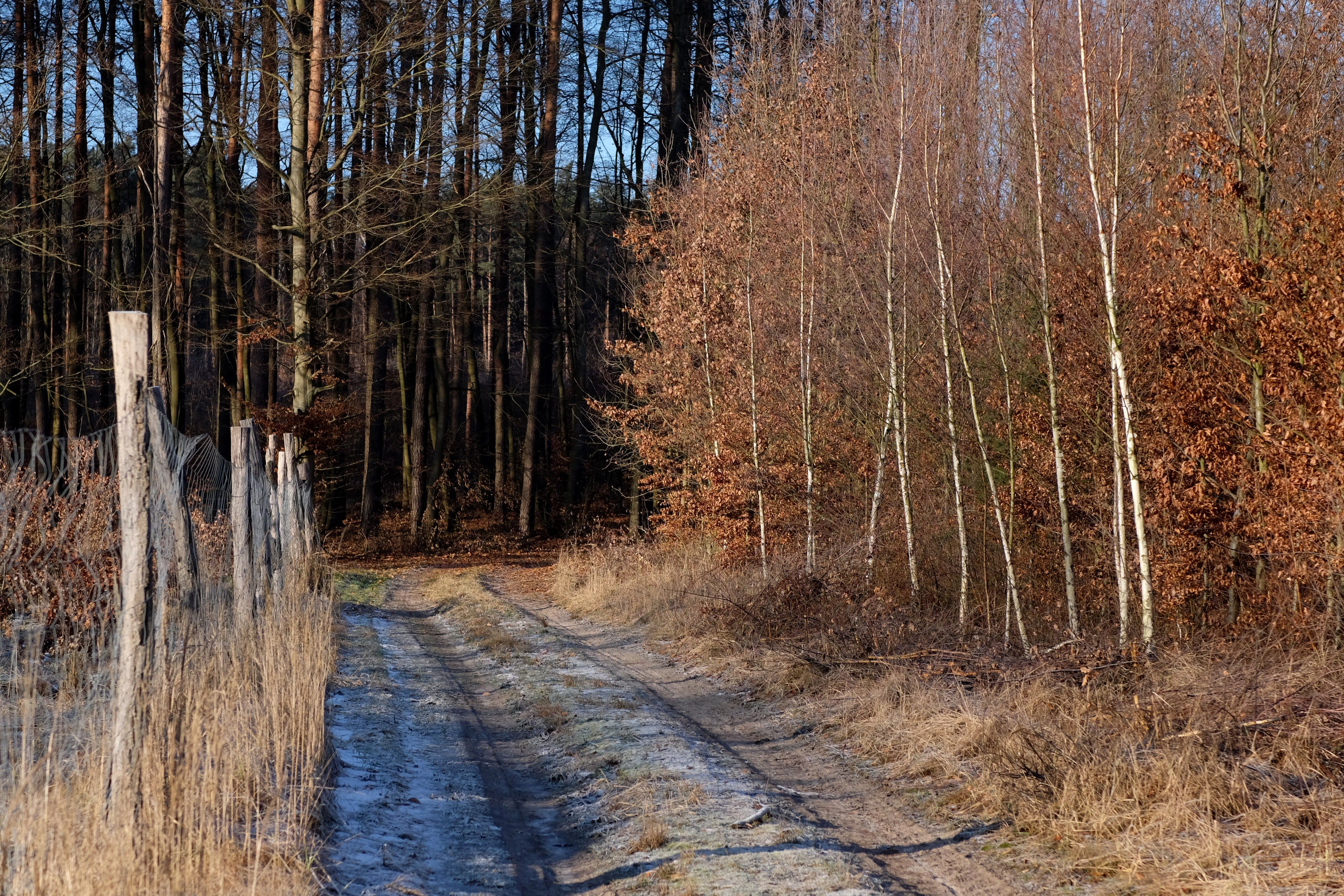 Scenic Forest Trail in Early Winter Sunlight · Free Stock Photo