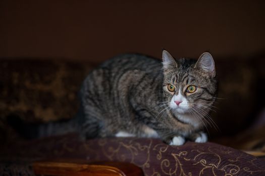 cat photo