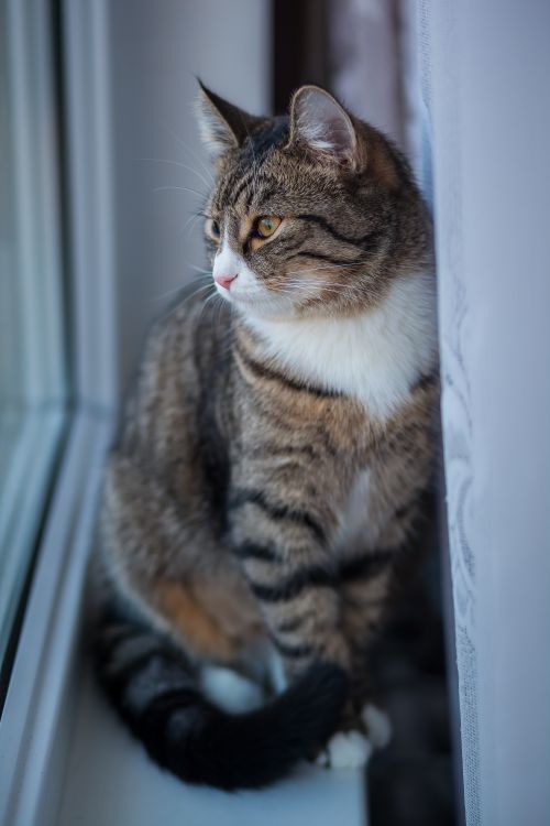 Free A tabby cat gazes outside while sitting on a windowsill indoors. Stock Photo
