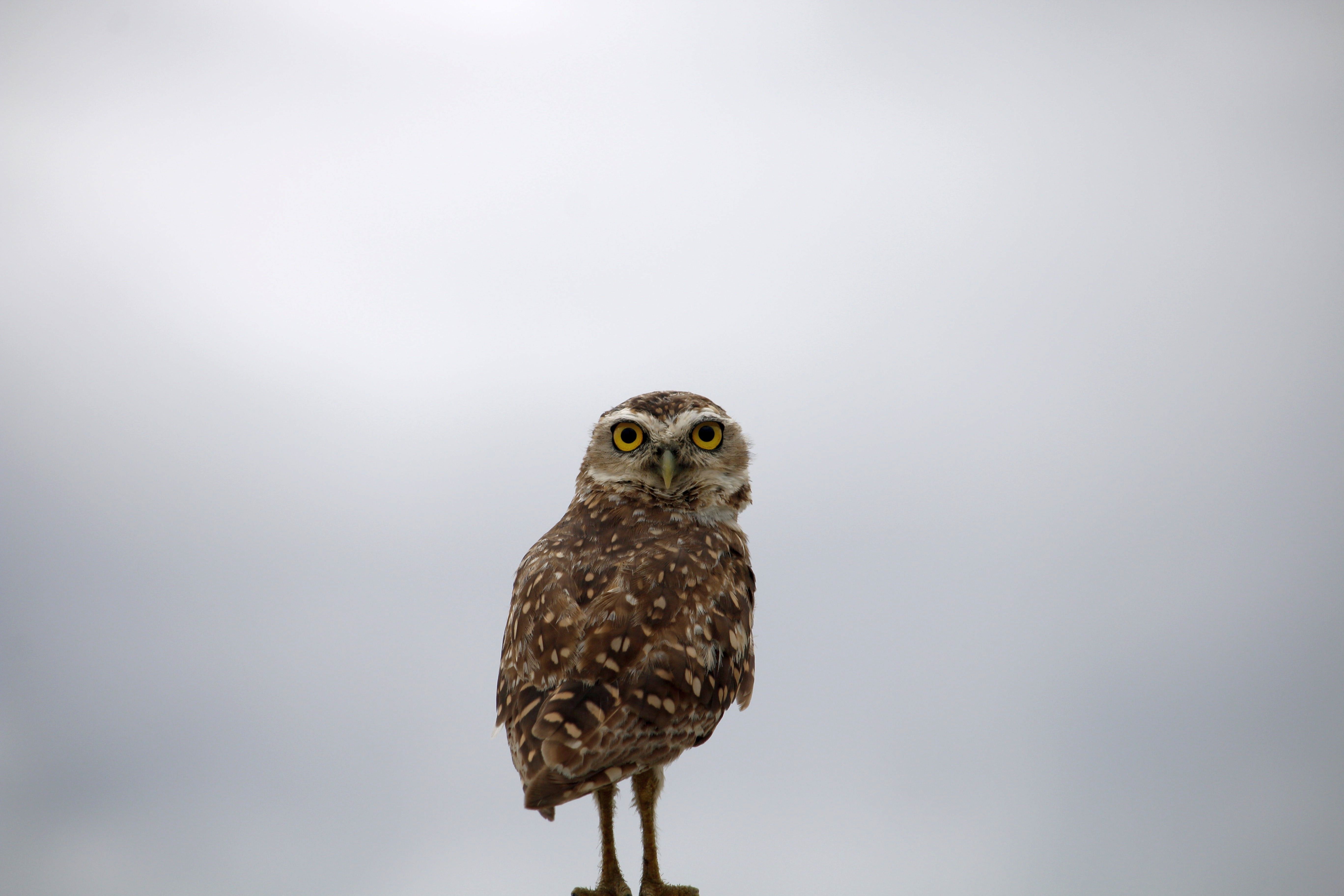 Detailed close-up of a Burrowing Owl standing against a soft sky backdrop in Guaratuba, Paraná, Brazil.