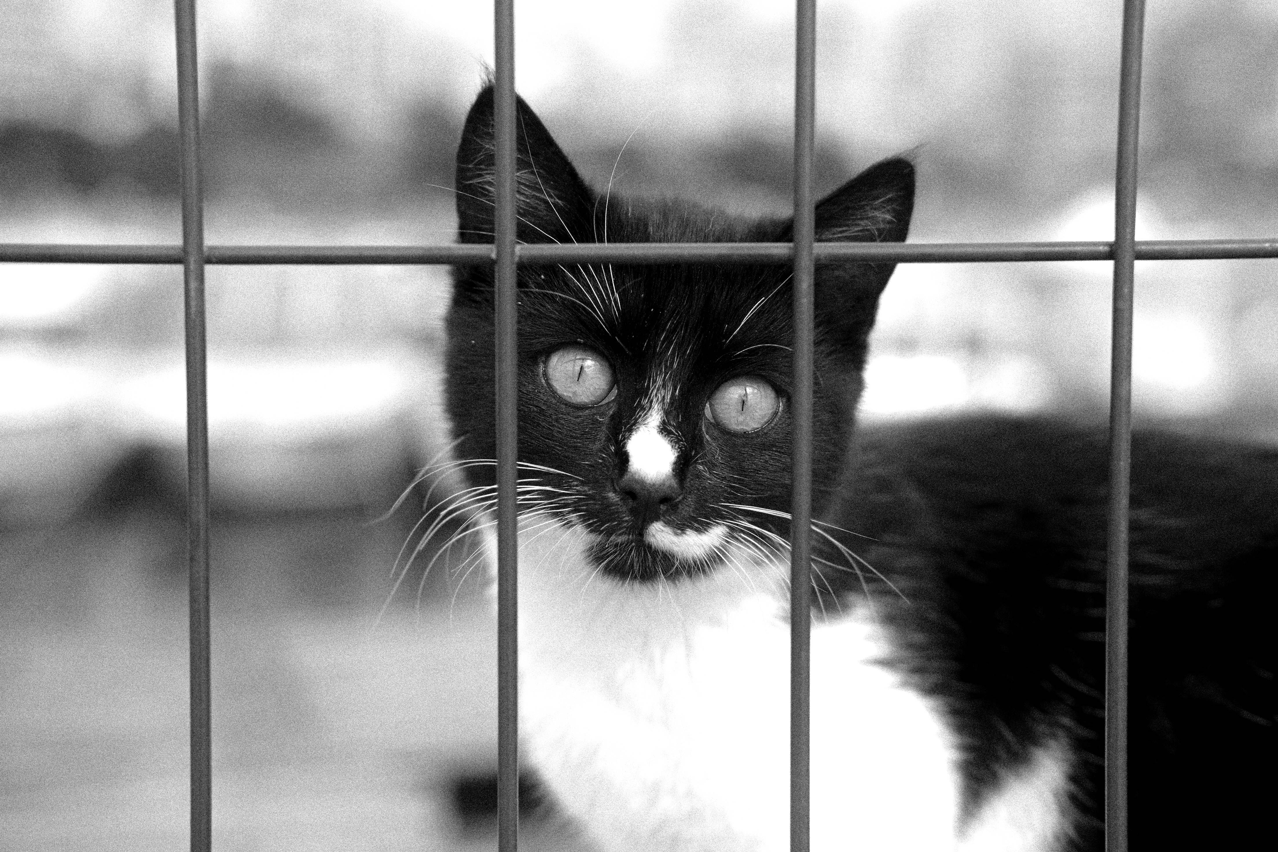 Adopter un chat en 2026 : les nouvelles règles à connaître absolument